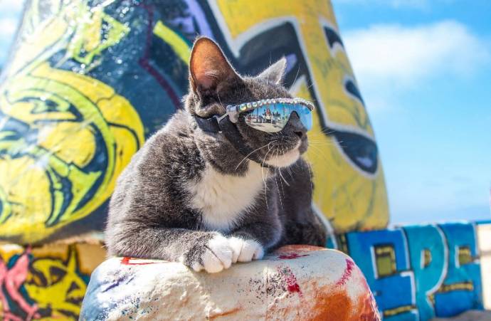 Кот Бублик в солнцезащитных очках