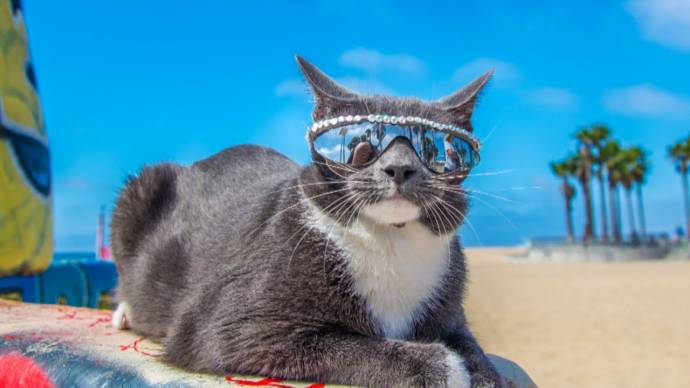 Кот Бублик в солнцезащитных очках