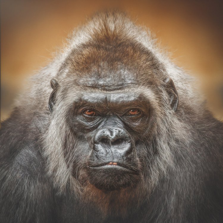Выразительные портреты обезьян