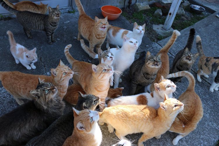 Японский кошачий остров завалили коробками с кормом