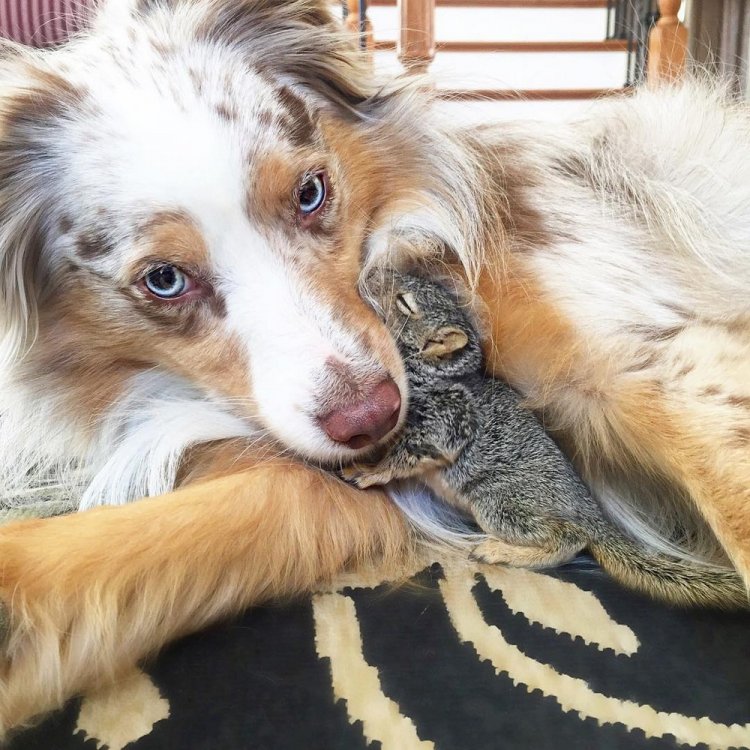 Собака и белка — лучшие друзья
