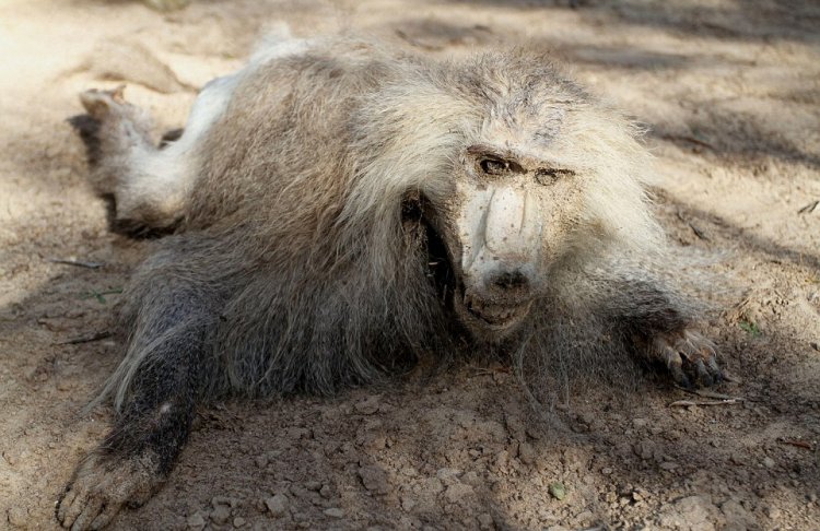 Душераздирающие фотографии животных, погибших от голода в зоопарке Сектора Газа