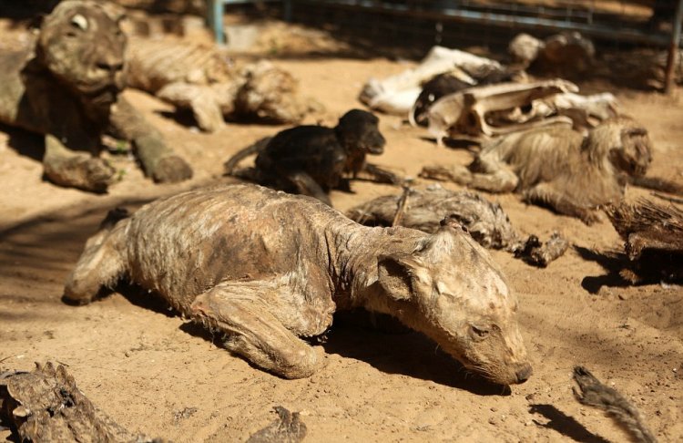 Душераздирающие фотографии животных, погибших от голода в зоопарке Сектора Газа