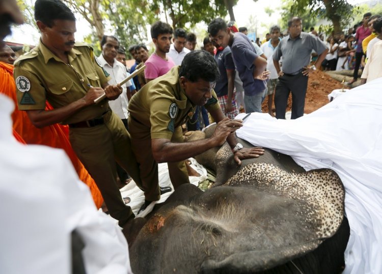 Похороны слона на острове Шри-Ланка