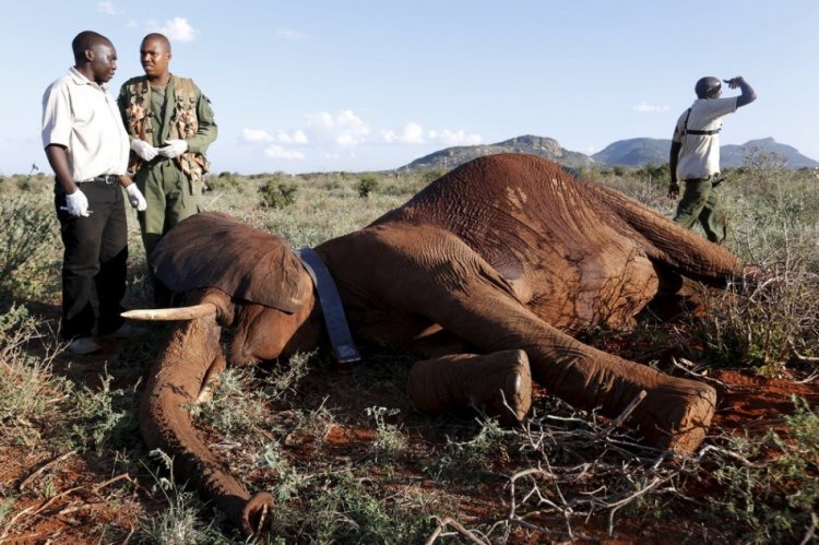 Отлов слонов в Кении