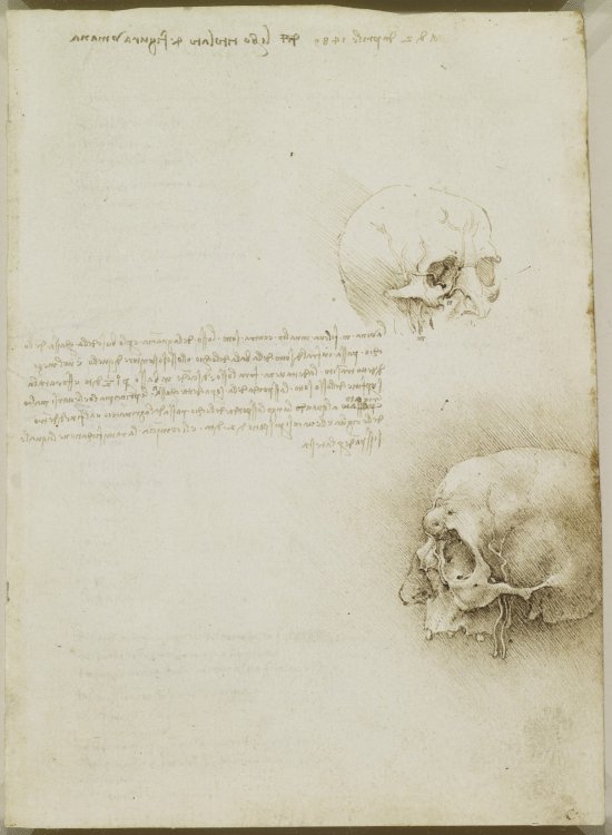 Анатомические рисунки Леонардо да Винчи выложили в открытый доступ