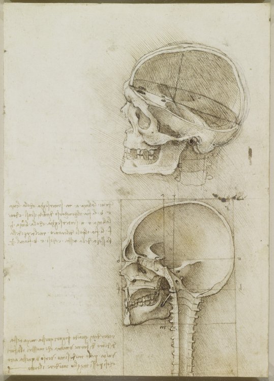 Анатомические рисунки Леонардо да Винчи выложили в открытый доступ