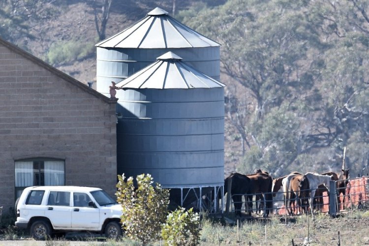Фермер из Австралии заморил голодом 23 лошадей