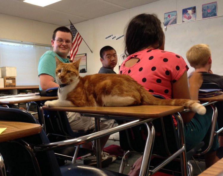 Кот стал студентом старшей школы в Сан-Хосе