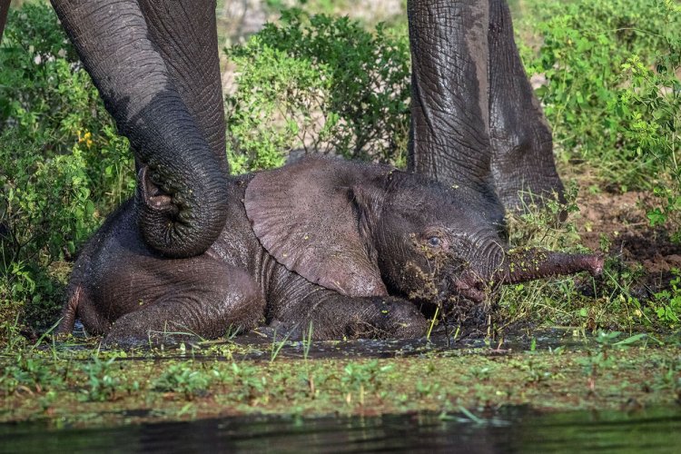Мама-слониха спасла своего слоненка
