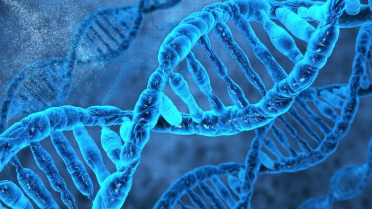 Интересные факты о ДНК