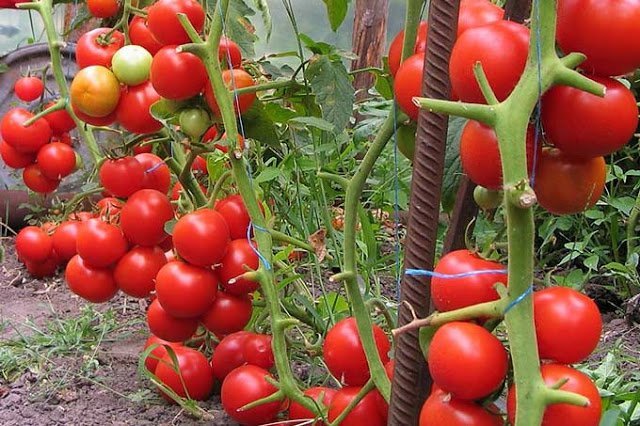 После этого ваши томаты будут расти как на дрожжах