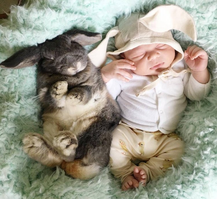 Малыш и кролики