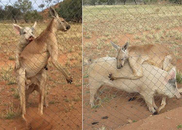 В Австралии кенгуру более года «сожительствует» со свиньей