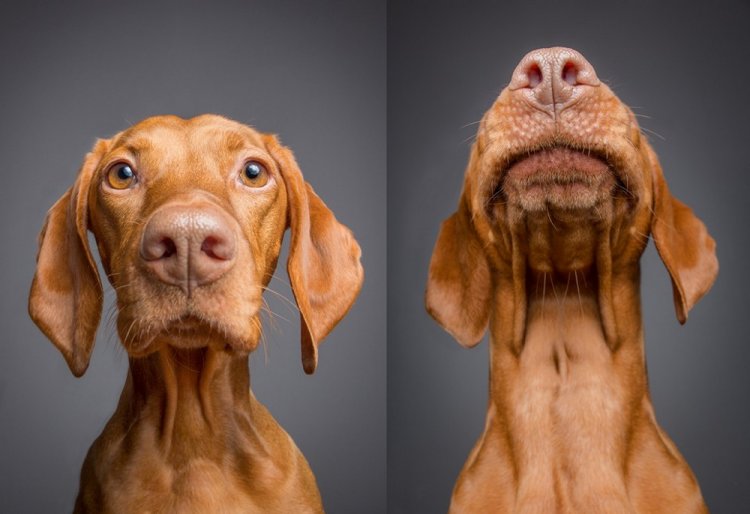 Забавные морды собак на студийных фотографиях