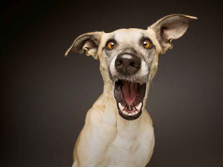 Забавные морды собак на студийных фотографиях