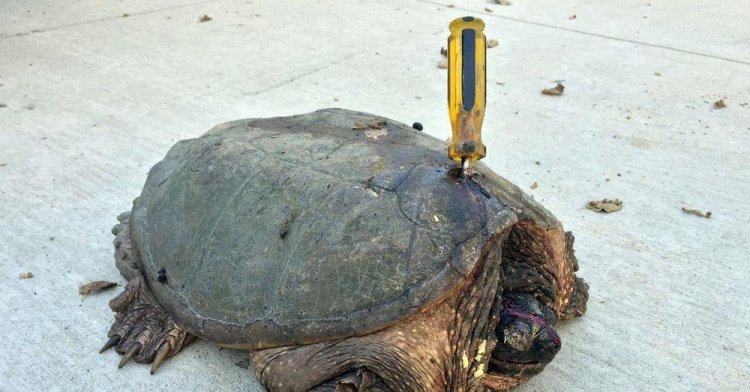 Какой-то урод всунул в черепаху отвертку, но добрые люди спасли её