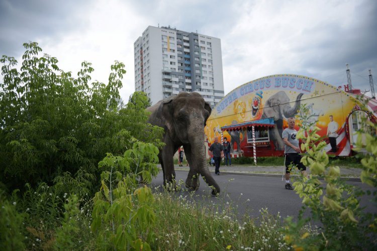 Слон на улицах Берлина
