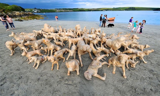120 собак на ирландском пляже