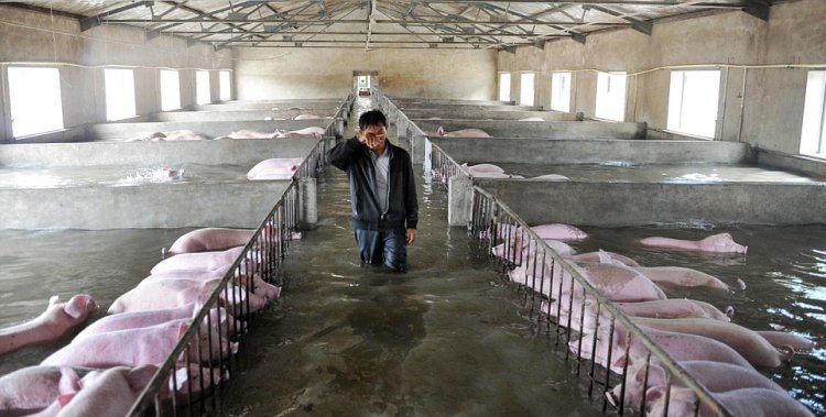 Трудное решение: фермер вынужден бросить 6000 свиней по горло в воде