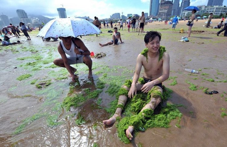 Тонны водорослей не мешают китайцам отдыхать