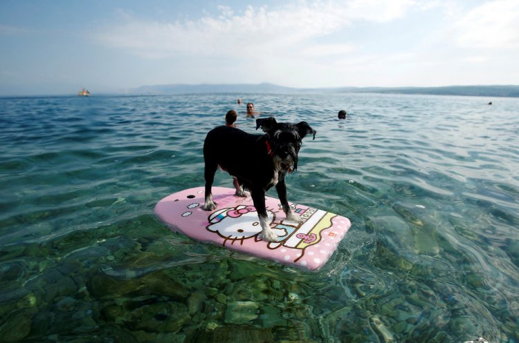 Бар для собак в Хорватии
