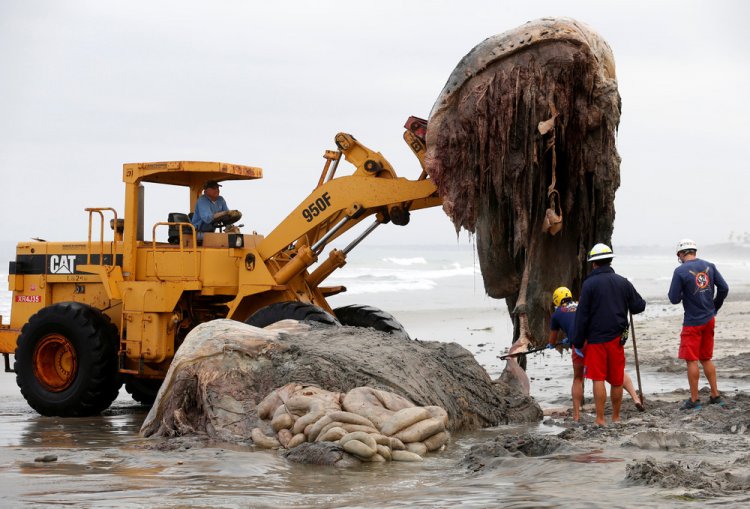 Тушу кита выбросило на пляж в США