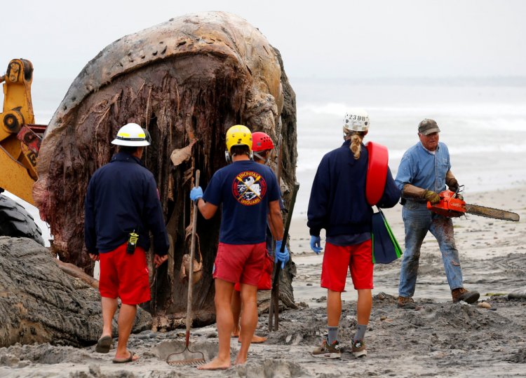 Тушу кита выбросило на пляж в США
