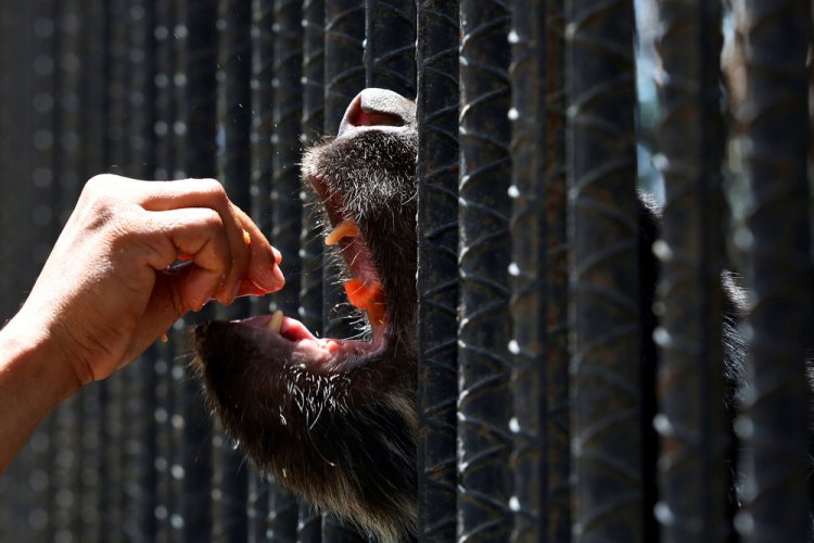 Голодные животные в зоопарках Венесуэлы