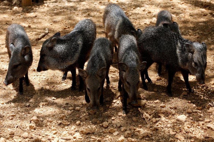 Голодные животные в зоопарках Венесуэлы