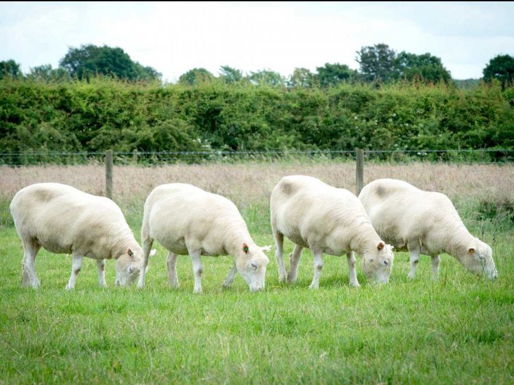 4 клона овечки Долли и их судьба