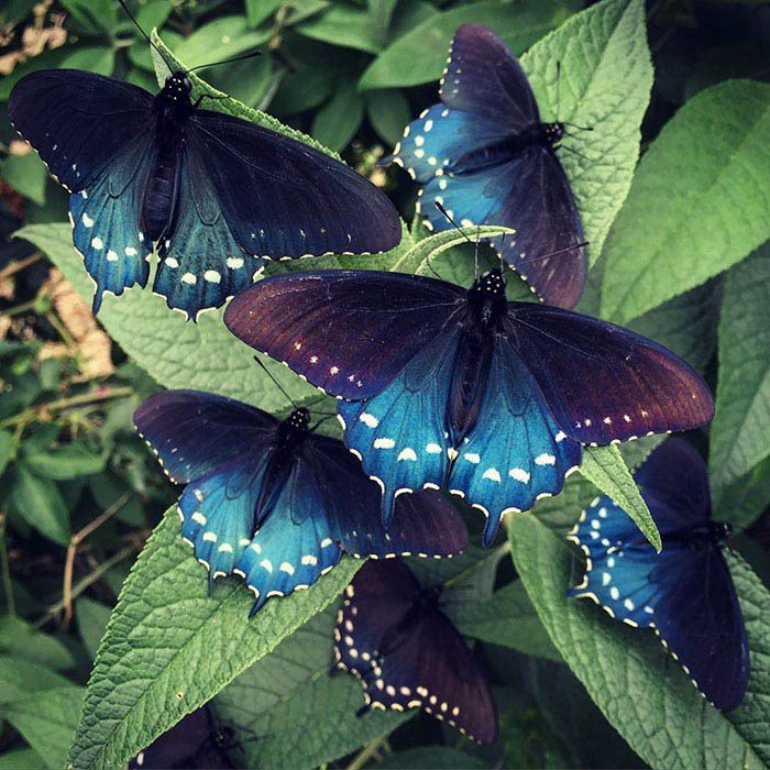Парень в одиночку воссоздает популяцию редких бабочек на заднем дворе своего дома