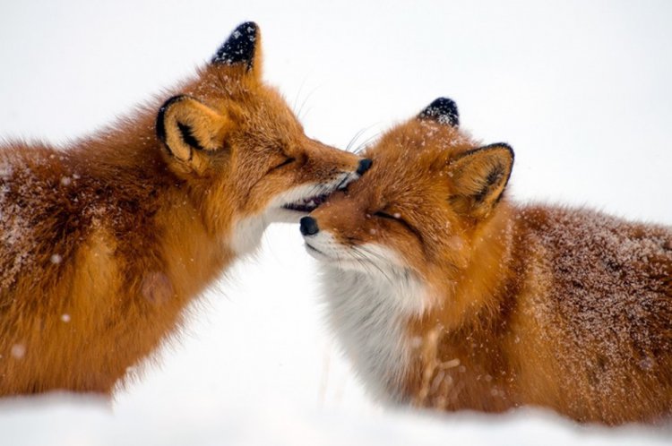 10 животных, у которых людям стоит поучиться верности и любви (фото)