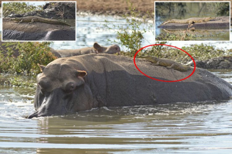 Нильский крокодильчик прокатиться на спине ничего не подозревающего бегемота