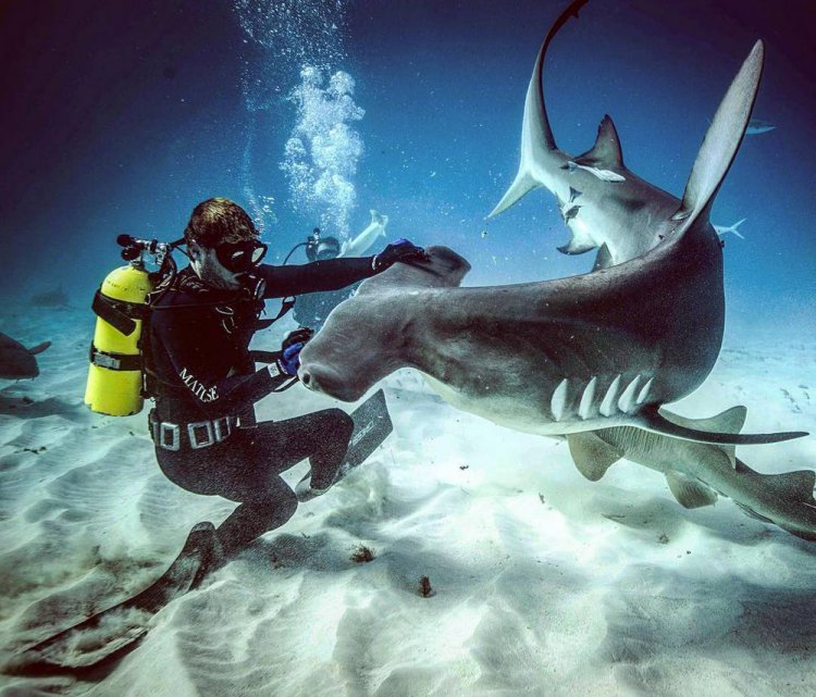 Удивительные снимки с акулами, сделанные голливудским фотографом