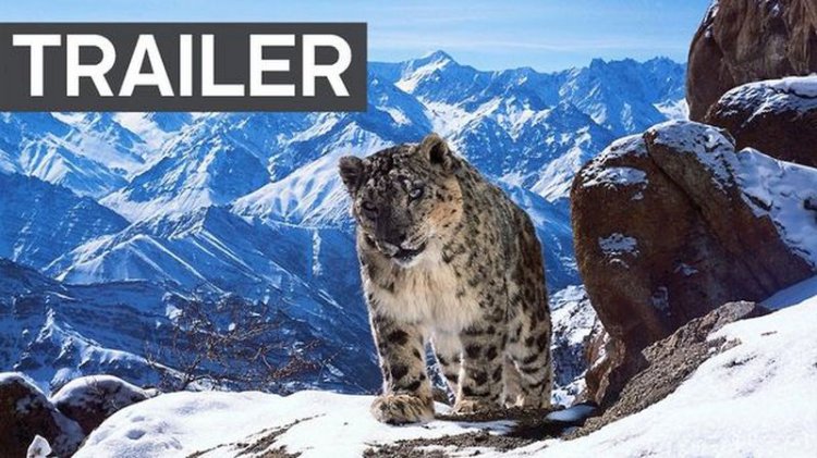 €16 000 000: потрясающий трейлер самого дорогого фильма о дикой природе! (видео)