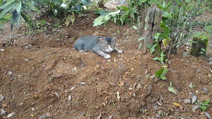 Кошка целый год живет на могиле своей хозяйки