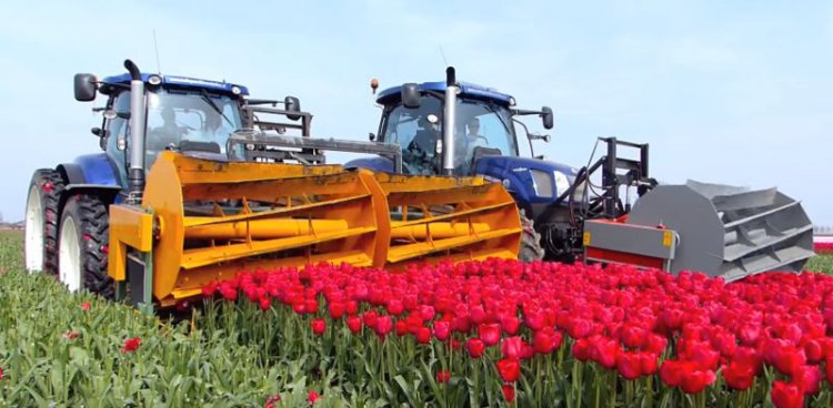 Как выращивают тюльпаны в Голландии. Нет слов, одни эмоции! (видео)