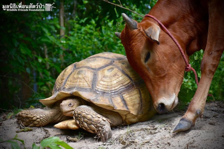 Лучшие друзья: гигантская черепаха и теленок, потерявший лапу