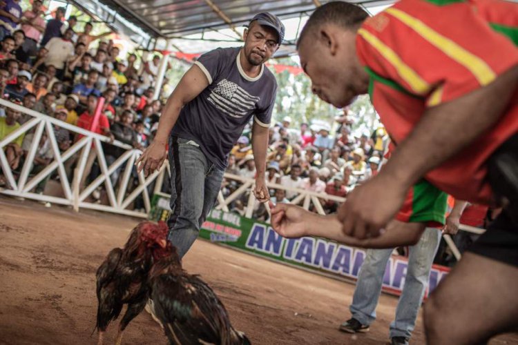 Жестокий спорт: петушиные бои на Мадагаскаре