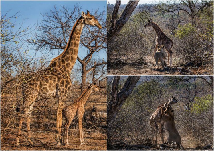 Естественный отбор: львица два часа убивала маленького жирафа