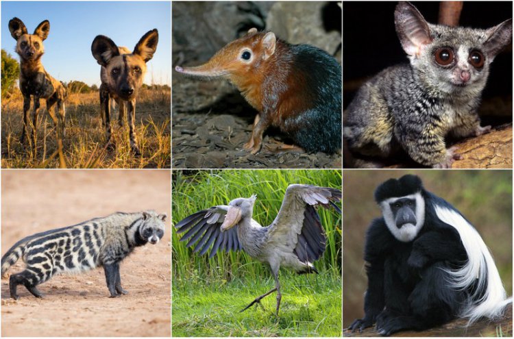 Удивительные животные Африки