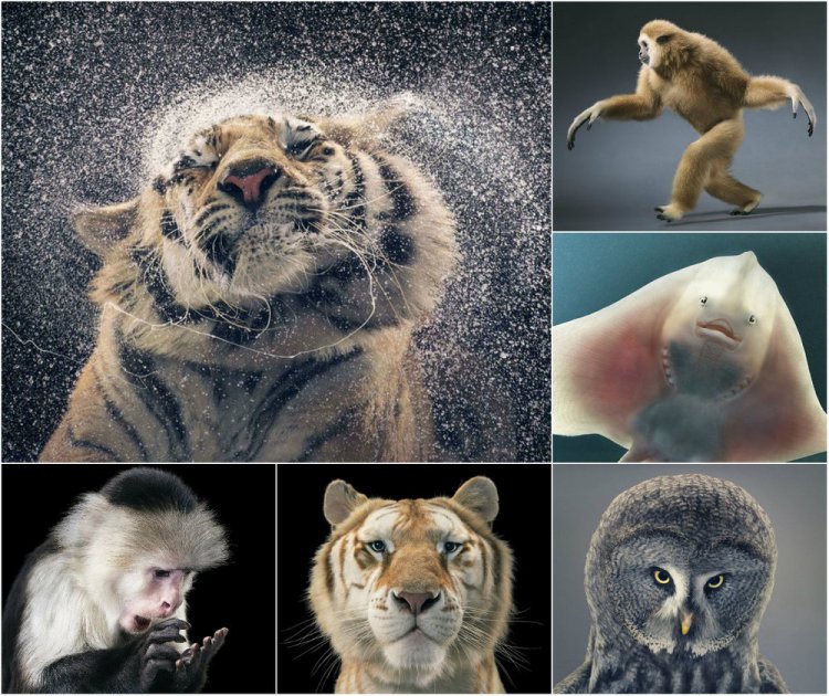 Удивительные портреты животных Тима Флэка