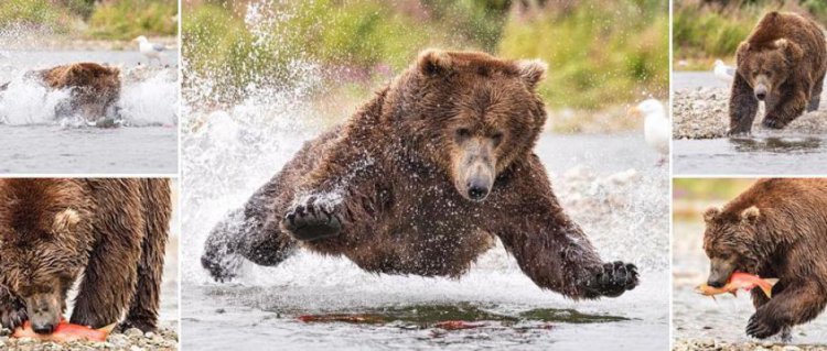 Невероятный полет медведя во время охоты на лосося