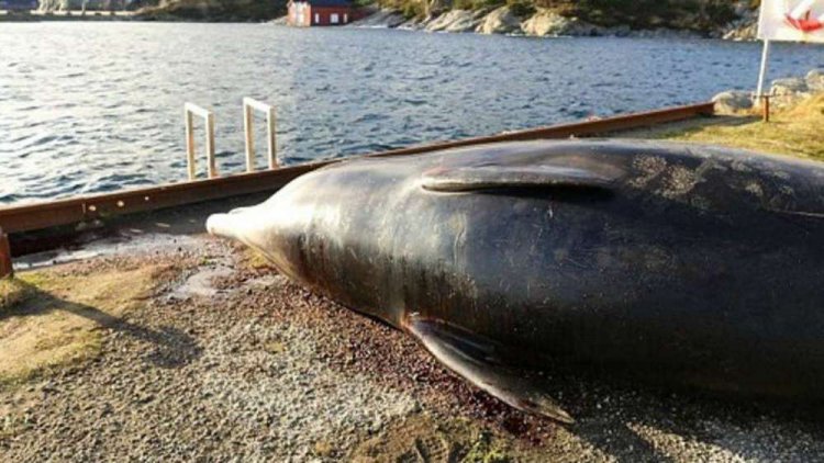 Склад пластиковых пакетов внутри мертвого кита