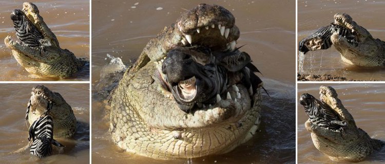 Жестокий момент: крокодил пытается проглотить голову зебры