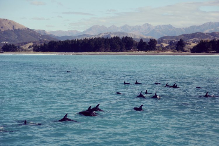 Красота Новой Зеландии