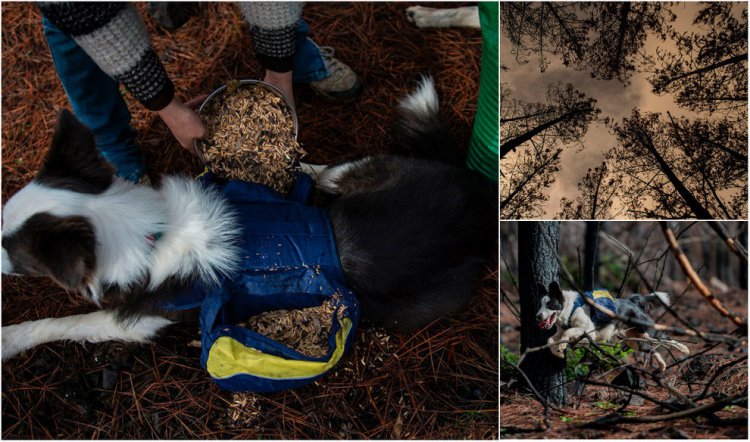 Собаки помогают восстанавливать сгоревший лес в Чили