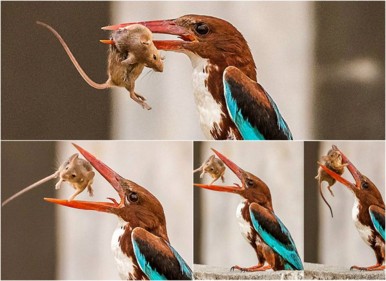 Зимородок кушает мышь