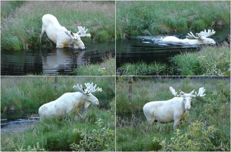 Шведский исследователь заснял очень редкого белого лося